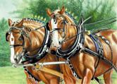 Draft Horses